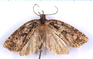  (Borboniella sp. 3 - RCKL-00027)  @11 [ ] CreativeCommons - Attribution Share-Alike (2025) Knud Larsen Research Collection of Knud Larsen