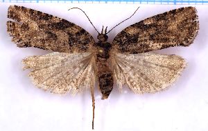  ( - RCKL-00029)  @11 [ ] CreativeCommons - Attribution Share-Alike (2025) Knud Larsen Research Collection of Knud Larsen