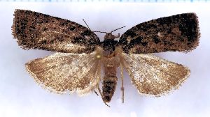  ( - RCKL-00030)  @11 [ ] CreativeCommons - Attribution Share-Alike (2025) Knud Larsen Research Collection of Knud Larsen