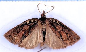  (Borboniella pelecys - RCKL-00032)  @11 [ ] CreativeCommons - Attribution Share-Alike (2025) Knud Larsen Research Collection of Knud Larsen