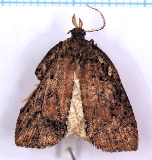  (Borboniella leucaspis - RCKL-00034)  @11 [ ] CreativeCommons - Attribution Share-Alike (2025) Knud Larsen Research Collection of Knud Larsen