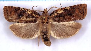  (Borboniella sp. 4 - RCKL-00035)  @11 [ ] CreativeCommons - Attribution Share-Alike (2025) Knud Larsen Research Collection of Knud Larsen