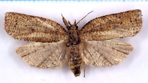  ( - RCKL-00036)  @11 [ ] CreativeCommons - Attribution Share-Alike (2025) Knud Larsen Research Collection of Knud Larsen