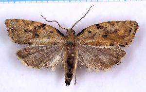  (Borboniella spudaea - RCKL-00037)  @11 [ ] CreativeCommons - Attribution Share-Alike (2025) Knud Larsen Research Collection of Knud Larsen