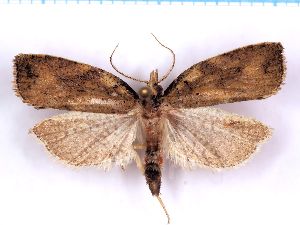  ( - RCKL-00038)  @11 [ ] CreativeCommons - Attribution Share-Alike (2025) Knud Larsen Research Collection of Knud Larsen