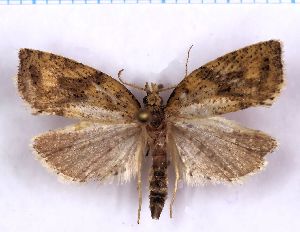  ( - RCKL-00039)  @11 [ ] CreativeCommons - Attribution Share-Alike (2025) Knud Larsen Research Collection of Knud Larsen