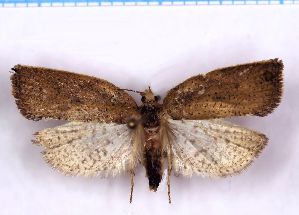  ( - RCKL-00040)  @11 [ ] CreativeCommons - Attribution Share-Alike (2025) Knud Larsen Research Collection of Knud Larsen