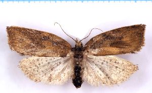  ( - RCKL-00041)  @11 [ ] CreativeCommons - Attribution Share-Alike (2025) Knud Larsen Research Collection of Knud Larsen