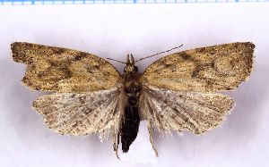  ( - RCKL-00042)  @11 [ ] CreativeCommons - Attribution Share-Alike (2025) Knud Larsen Research Collection of Knud Larsen