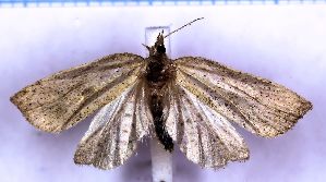  ( - RCKL-00044)  @11 [ ] CreativeCommons - Attribution Share-Alike (2025) Knud Larsen Research Collection of Knud Larsen