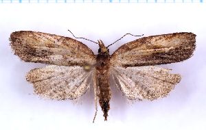  (Borboniella vulpicolor - RCKL-00045)  @11 [ ] CreativeCommons - Attribution Share-Alike (2025) Knud Larsen Research Collection of Knud Larsen