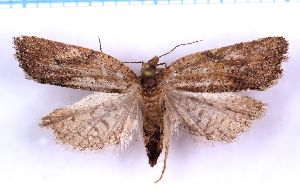  ( - RCKL-00046)  @11 [ ] CreativeCommons - Attribution Share-Alike (2025) Knud Larsen Research Collection of Knud Larsen