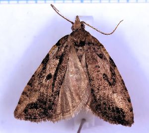  (Borboniella sp. 5 - RCKL-00047)  @11 [ ] CreativeCommons - Attribution Share-Alike (2025) Knud Larsen Research Collection of Knud Larsen