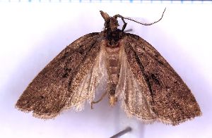  ( - RCKL-00048)  @11 [ ] CreativeCommons - Attribution Share-Alike (2025) Knud Larsen Research Collection of Knud Larsen