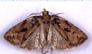  ( - RCKL-00049)  @11 [ ] CreativeCommons - Attribution Share-Alike (2025) Knud Larsen Research Collection of Knud Larsen