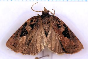  (Borboniella marmaromorpha - RCKL-00050)  @11 [ ] CreativeCommons - Attribution Share-Alike (2025) Knud Larsen Research Collection of Knud Larsen