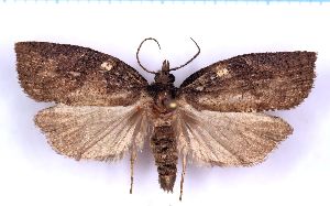  ( - RCKL-00052)  @11 [ ] CreativeCommons - Attribution Share-Alike (2025) Knud Larsen Research Collection of Knud Larsen