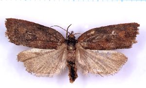  ( - RCKL-00053)  @11 [ ] CreativeCommons - Attribution Share-Alike (2025) Knud Larsen Research Collection of Knud Larsen