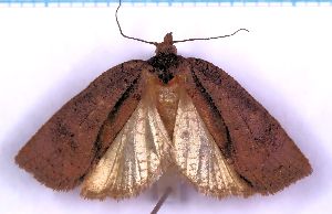  ( - RCKL-00054)  @11 [ ] CreativeCommons - Attribution Share-Alike (2025) Knud Larsen Research Collection of Knud Larsen