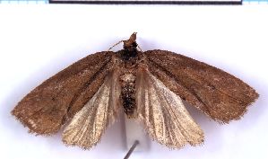  ( - RCKL-00055)  @11 [ ] CreativeCommons - Attribution Share-Alike (2025) Knud Larsen Research Collection of Knud Larsen