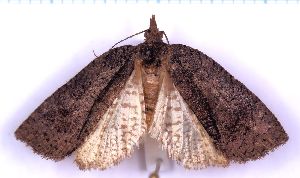  ( - RCKL-00056)  @11 [ ] CreativeCommons - Attribution Share-Alike (2025) Knud Larsen Research Collection of Knud Larsen