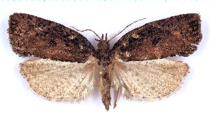  (Borboniella montana - RCKL-00057)  @11 [ ] CreativeCommons - Attribution Share-Alike (2025) Knud Larsen Research Collection of Knud Larsen