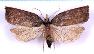  ( - RCKL-00058)  @11 [ ] CreativeCommons - Attribution Share-Alike (2025) Knud Larsen Research Collection of Knud Larsen