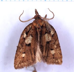  (Borboniella octops - RCKL-00059)  @11 [ ] CreativeCommons - Attribution Share-Alike (2025) Knud Larsen Research Collection of Knud Larsen