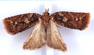  ( - RCKL-00060)  @11 [ ] CreativeCommons - Attribution Share-Alike (2025) Knud Larsen Research Collection of Knud Larsen