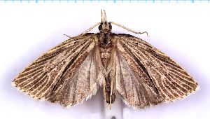  (Borboniella striatella - RCKL-00061)  @11 [ ] CreativeCommons - Attribution Share-Alike (2025) Knud Larsen Research Collection of Knud Larsen