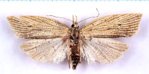  ( - RCKL-00062)  @11 [ ] CreativeCommons - Attribution Share-Alike (2025) Knud Larsen Research Collection of Knud Larsen