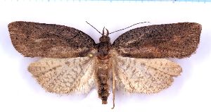  (Borboniella cubophora - RCKL-00063)  @11 [ ] CreativeCommons - Attribution Share-Alike (2025) Knud Larsen Research Collection of Knud Larsen