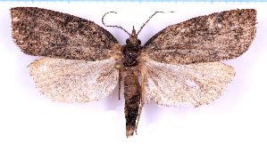  ( - RCKL-00064)  @11 [ ] CreativeCommons - Attribution Share-Alike (2025) Knud Larsen Research Collection of Knud Larsen