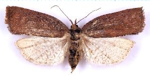  (Borboniella gigantella - RCKL-00065)  @11 [ ] CreativeCommons - Attribution Share-Alike (2025) Knud Larsen Research Collection of Knud Larsen