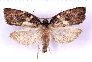  ( - RCKL-00068)  @11 [ ] CreativeCommons - Attribution Share-Alike (2025) Knud Larsen Research Collection of Knud Larsen