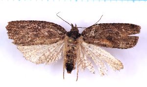  ( - RCKL-00069)  @11 [ ] CreativeCommons - Attribution Share-Alike (2025) Knud Larsen Research Collection of Knud Larsen