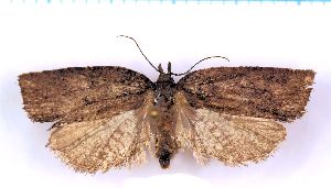  ( - RCKL-00070)  @11 [ ] CreativeCommons - Attribution Share-Alike (2025) Knud Larsen Research Collection of Knud Larsen