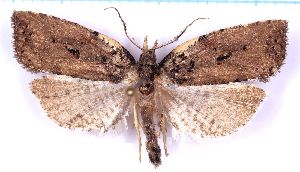  ( - RCKL-00071)  @11 [ ] CreativeCommons - Attribution Share-Alike (2025) Knud Larsen Research Collection of Knud Larsen