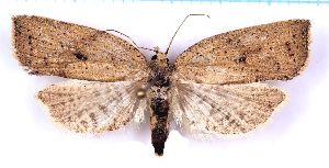  ( - RCKL-00072)  @11 [ ] CreativeCommons - Attribution Share-Alike (2025) Knud Larsen Research Collection of Knud Larsen