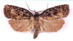  ( - RCKL-00073)  @11 [ ] CreativeCommons - Attribution Share-Alike (2025) Knud Larsen Research Collection of Knud Larsen