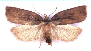  ( - RCKL-00074)  @11 [ ] CreativeCommons - Attribution Share-Alike (2025) Knud Larsen Research Collection of Knud Larsen