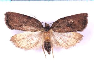  ( - RCKL-00075)  @11 [ ] CreativeCommons - Attribution Share-Alike (2025) Knud Larsen Research Collection of Knud Larsen