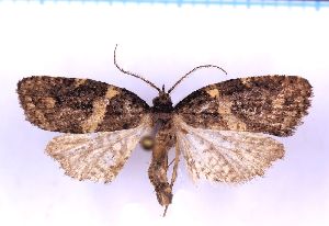  (Borboniella tekayaella - RCKL-00076)  @11 [ ] CreativeCommons - Attribution Share-Alike (2025) Knud Larsen Research Collection of Knud Larsen