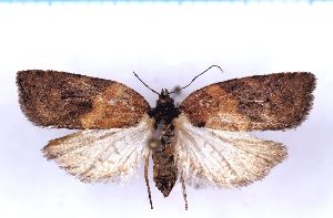  ( - RCKL-00077)  @11 [ ] CreativeCommons - Attribution Share-Alike (2025) Knud Larsen Research Collection of Knud Larsen