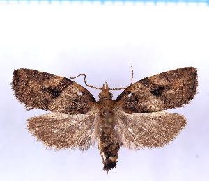  ( - RCKL-00078)  @11 [ ] CreativeCommons - Attribution Share-Alike (2025) Knud Larsen Research Collection of Knud Larsen