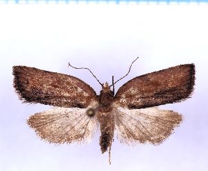  ( - RCKL-00079)  @11 [ ] CreativeCommons - Attribution Share-Alike (2025) Knud Larsen Research Collection of Knud Larsen