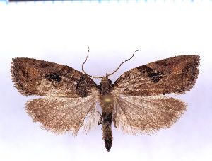  ( - RCKL-00080)  @11 [ ] CreativeCommons - Attribution Share-Alike (2025) Knud Larsen Research Collection of Knud Larsen