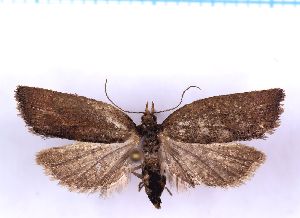  ( - RCKL-00081)  @11 [ ] CreativeCommons - Attribution Share-Alike (2025) Knud Larsen Research Collection of Knud Larsen