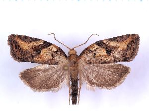  ( - RCKL-00082)  @11 [ ] CreativeCommons - Attribution Share-Alike (2025) Knud Larsen Research Collection of Knud Larsen