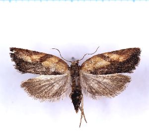  ( - RCKL-00083)  @11 [ ] CreativeCommons - Attribution Share-Alike (2025) Knud Larsen Research Collection of Knud Larsen